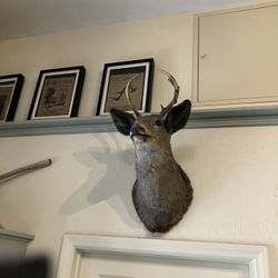 Deer Head Taxidermy 