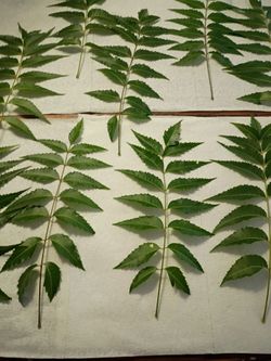 Neem leaves 200 piece fresh