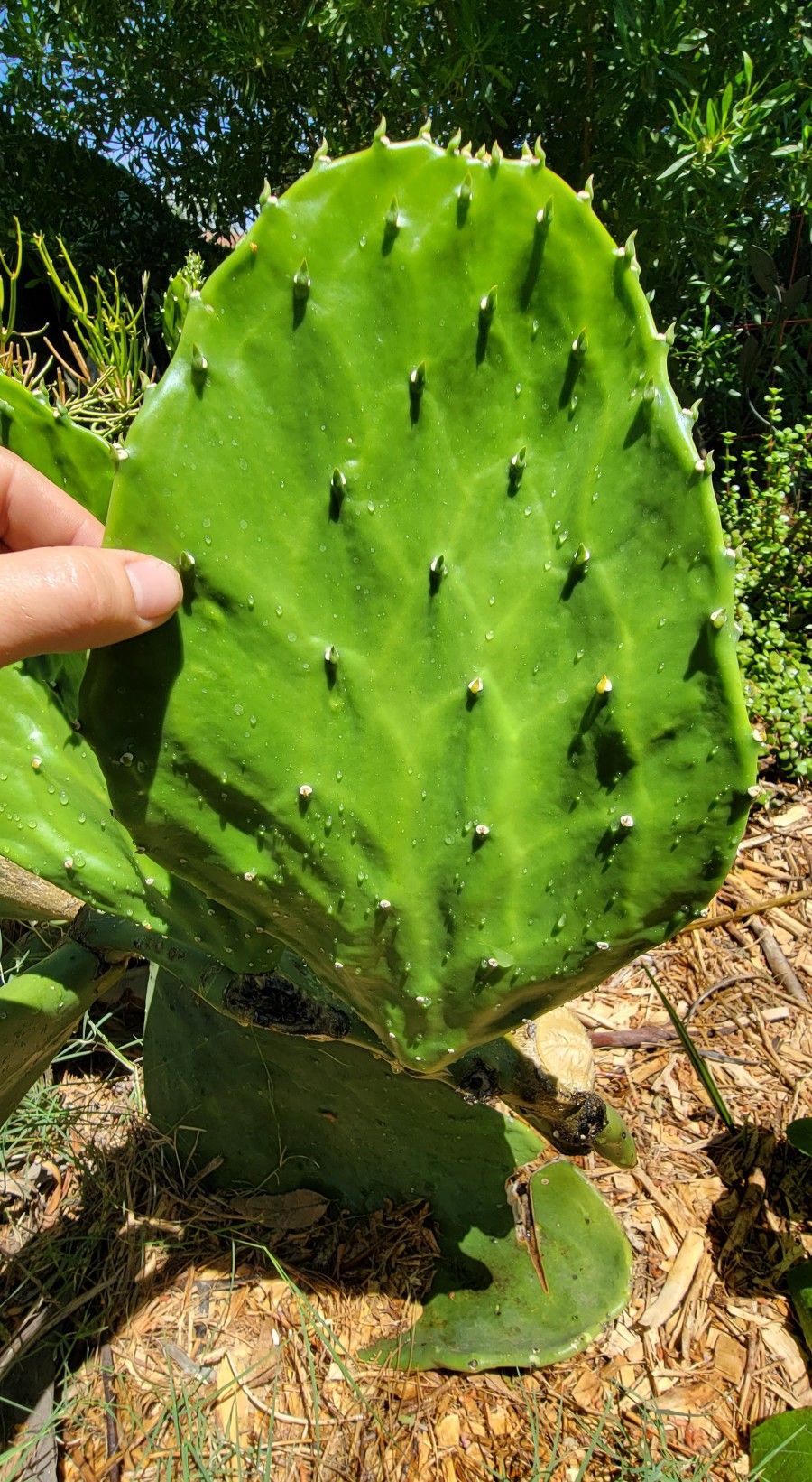 Nopal / Prickly Pear / Thornless Opuntia Cactus Pads - Edible Fruiting Plants