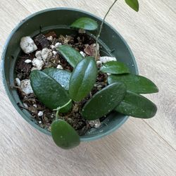 Hoya Lyi Fuzzy Leaf Live Plant In 4” Pot.