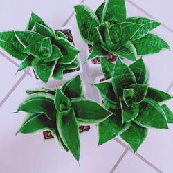 Snake Plants In Ceramic Pot - Indoor Plant -$13 each