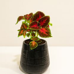 🌺 Indoor Coleus – Bold Color for Your Home Jungle 🌿