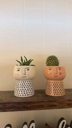 Small potted real succulents with small pots
