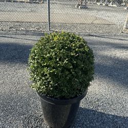 Boxwood Globes