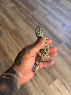 Leopard Gecko