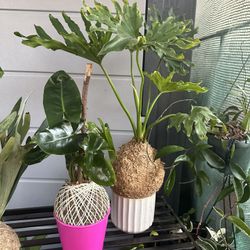 Assortment Of Kokedamas