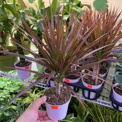 4” Pot Size: Dracaena Marginata ‘Colorama’ / ‘Red Edged’ Dragon Tree; $10 Each
