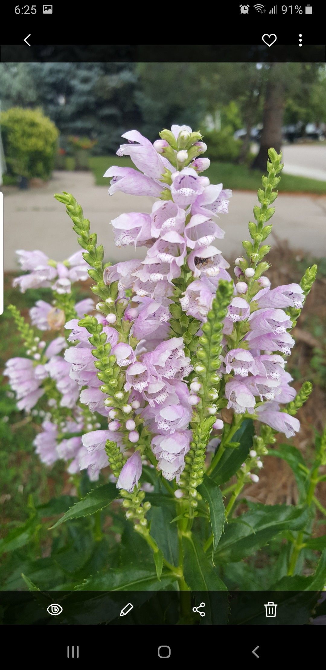 beautiful flower plants