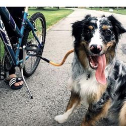 Dog Bike Tow Leash 