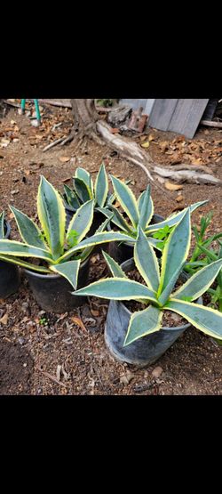 Blue Agave Plant