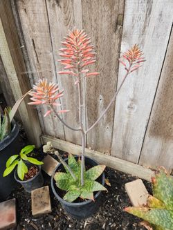 Soap Aloe About 3-10 Inches 