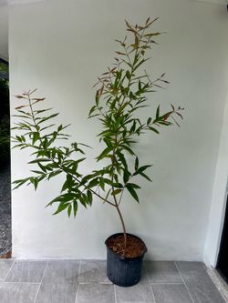 Rose Apple air-layered tree