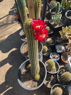 Cactus, en maceta de cinco galones diferentes medidas hay de dos pies dos pies y medio un poquito más grandes. Estoy pidiendo $40 por cada uno.