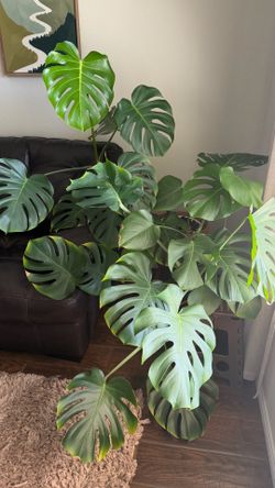 Monstera plant