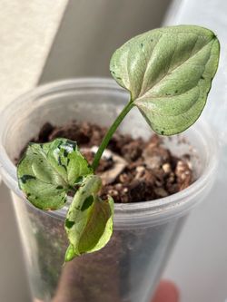 Syngonium Grey Ghost aka Green Spot
