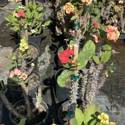 Euphorbia Milli ( Coronas De Cristo) Flower Super Sale