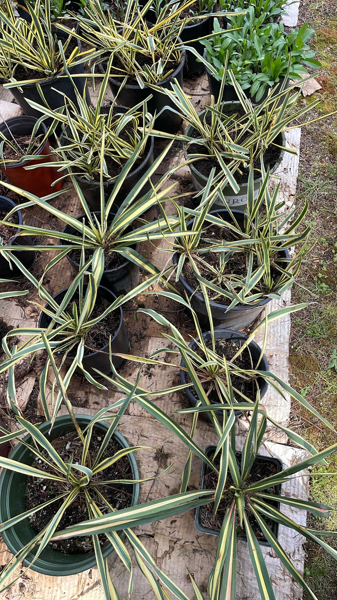 Yucca plants