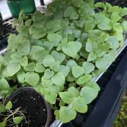Live Plants, Scarlet Salvia, 1-gallon pots