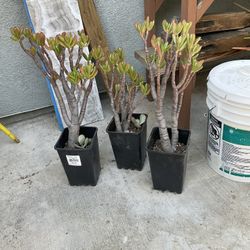 Jade Plants