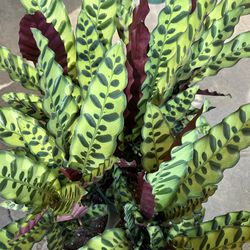 Calathea Rattlesnake pet friendly plant cây cảnh đuôi cong