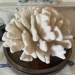 Beautiful Xl Coral On The Tray 