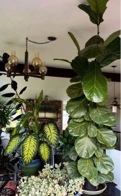 plants & flower pots/planters