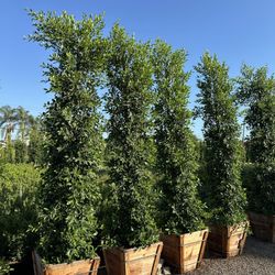 Ficus Nitida Indian Laurel Privacy Hedge
