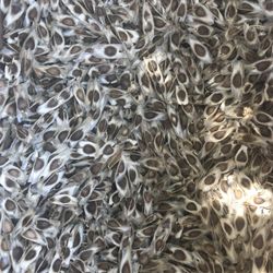 Moringa Seeds