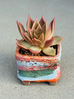 Succulents plants 🪴 （Echeveria 'Rubella'）