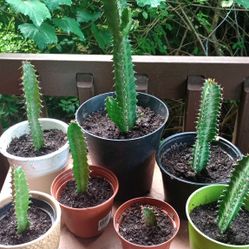 African Milk Tree Cactus 