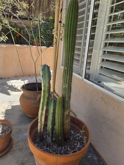 Large 19" Ceramic Pot with 5 Columnar Cacti (Up to 37" Tall!)