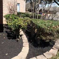 Bushes