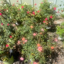 Rosas