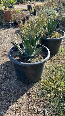 Agave