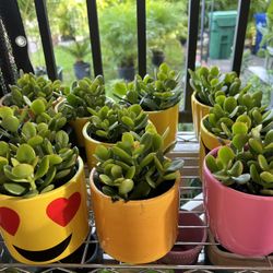 Crassula Jade Succulents In Ceramic & Emoji Pot. SPECIAL PRICE 🤩