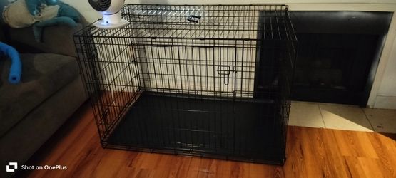 large kennel