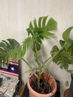 Monstera plant