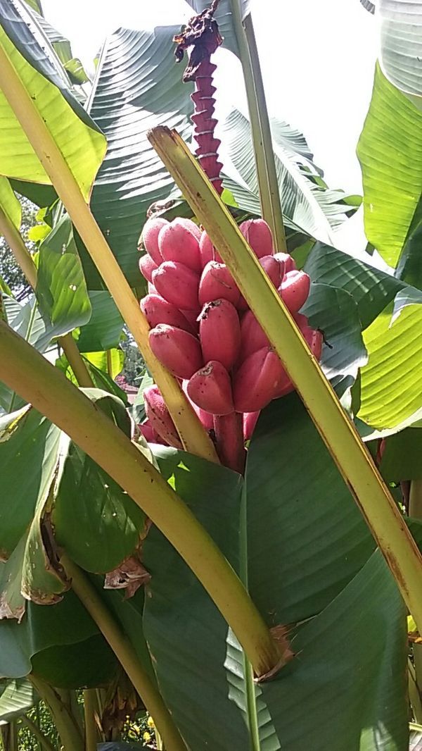 HOT PINK BANANA TREES for Sale in Virginia Beach, VA OfferUp