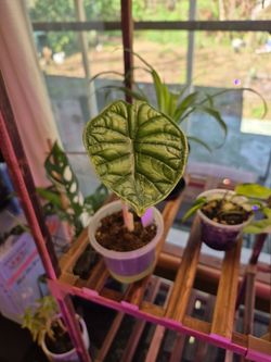 Dragon Scale Alocasia starter size plant