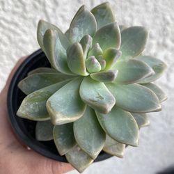 4 inch pot - Succulent plant - Graptosedum Ghosty - Rooted and Ready to be planted - Drought resistant 