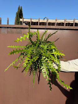 8” fish bone cactus