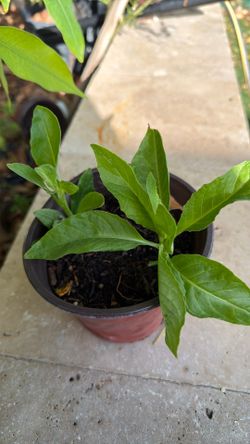 Longevity spinach plant
