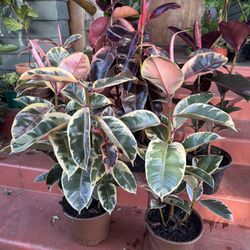 Different Varieties Of Rubber Plants