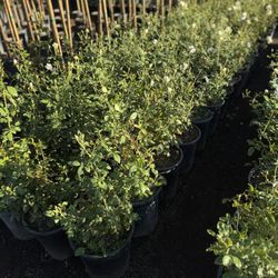 White Roses 5 Gal