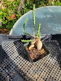 Euphorbia Caudex Succulent Plant in Pot