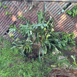 StagHorn Fern Plants 