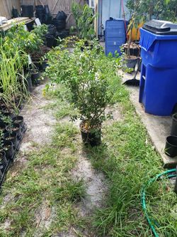 Jabuticaba trees (sabara)