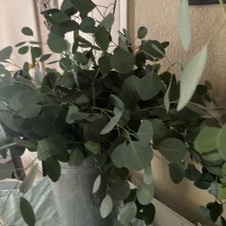 Fresh Eucalyptus For Wedding Or Party Decor