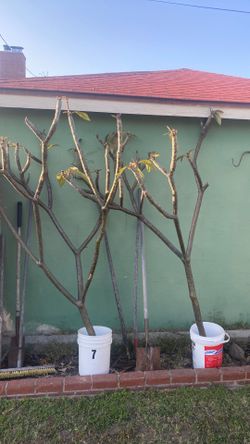 Plumeria for sale make offer