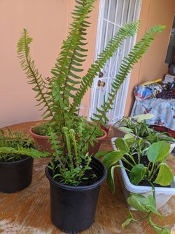 Plants